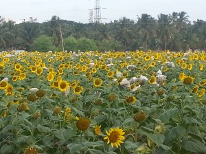 morning_walk_sunflower