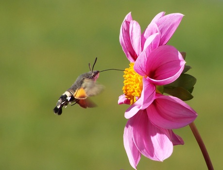 hummingbird-hawk-moth-butterfly-macroglossum-stellatarum-dove-tail-45841-medium